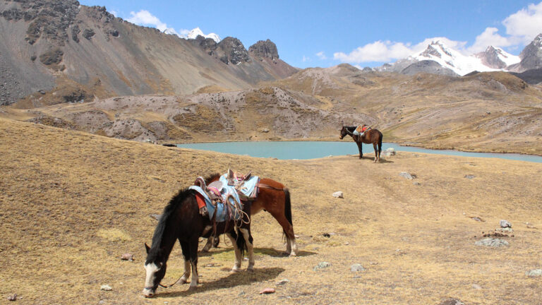 rutamisterio_0000s_0003_horses-4437691_1920