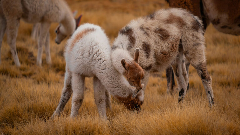 cañon-del-colca-01