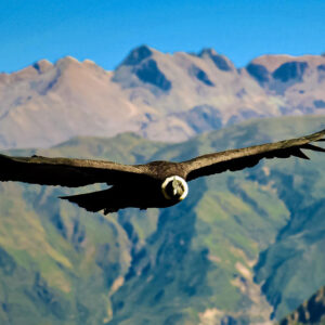 Cañón del Colca - Día Completo