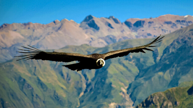 orlando_0001_canon-del-colca