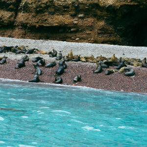 Paracas, Ica y Huacachina - Día Completo